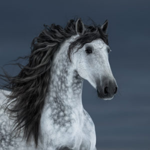 Wild horse with long mane