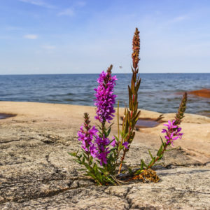 Wildflower growing through cracks in the earth