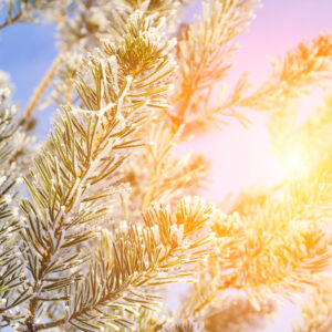 Winter branch with light