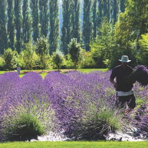 Woodinville Lavender field