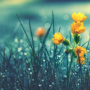 A yellow flower in wet grass