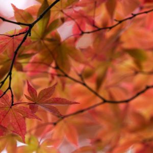 Japanese red maple tree