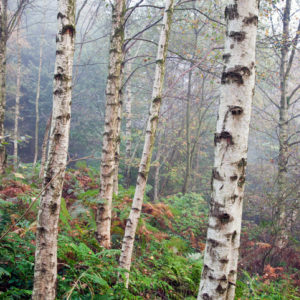 Birch trees in a misty forest