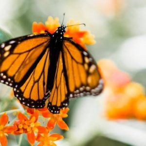 Butterfly on flower