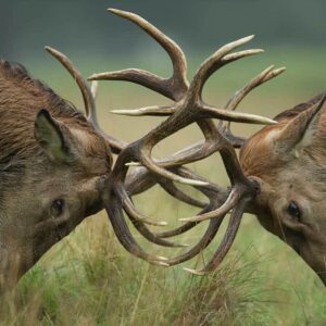 Two large reindeer butting heads