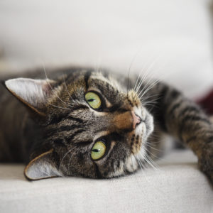 a divine feline tabby cat relaxed on the sofa looks at the camera