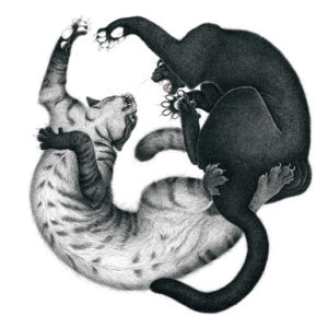 Two cats fighting each other
