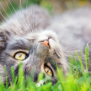 Cute kitten using body language and energy to send a message