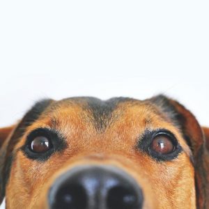 close up of dogs eyes and nose