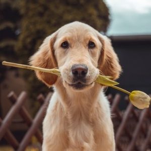 dog with flower in mouth affirmations for surrender and trust