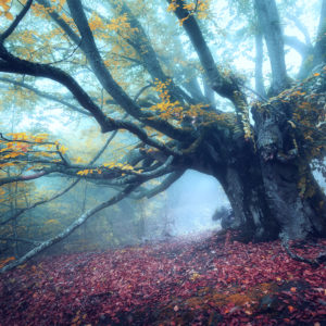 Beautiful tree in forest