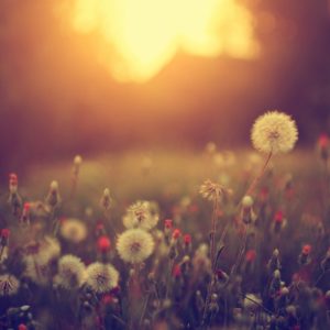 dandelions in the evening