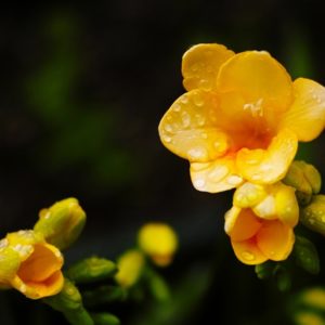 freesia flowers on dark background