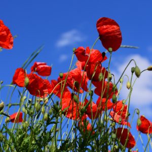 red flowers in a blue sky blooming