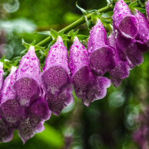 Image of foxgloves flower