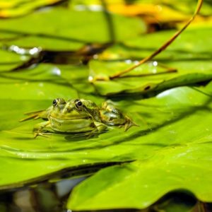 Frog on lily pad