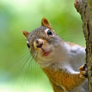 squirrel on tree for squirrelly wisdom