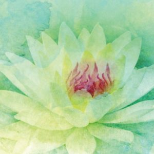 watercolor lotus flower graphic
