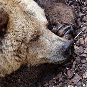 sleeping bear in hibernation for sabbath practices
