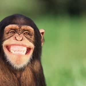 Smiling chimpanzee