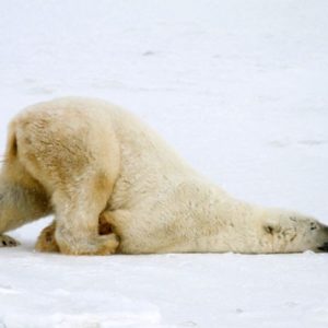 lazy polar bear image