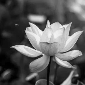 lotus flower and bee