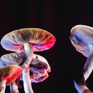 Microdosing psilocybin mushrooms and the effects of different dosages.