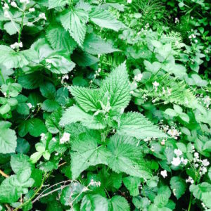 Nettles and berry blooms