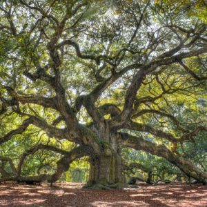 oak tree the oak papers james canton