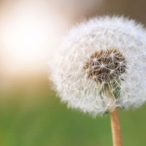 dandelion and sunlight