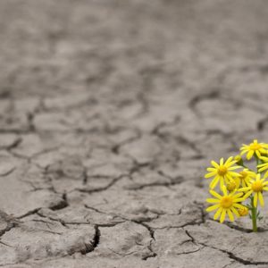 flower growing through rocky osil