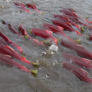 Salmon running