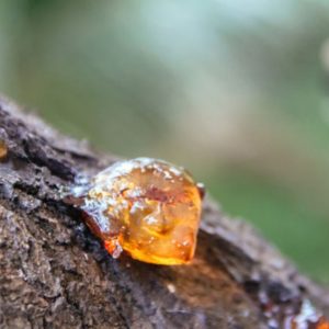 Sap dripping from tree