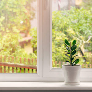 Small plant in window