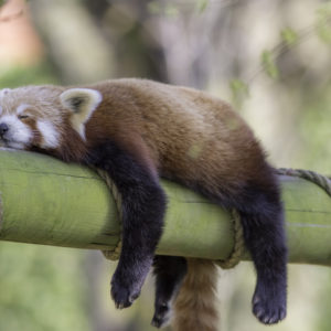 Sleeping Red Panda: animal sleep science to help us sleep better