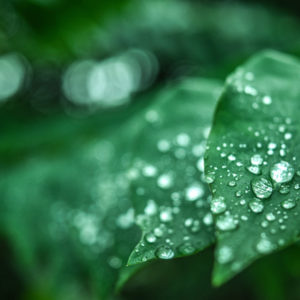 dew on leaves