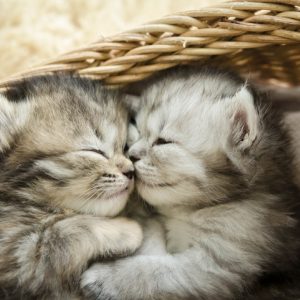 kittens sleeping in basket pets help touch deprivation