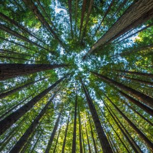 tall redwood trees with sky peeking through for tree meditation