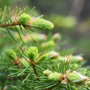 close up of spruce tree writing heals