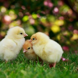 three baby chickens rethink eggs