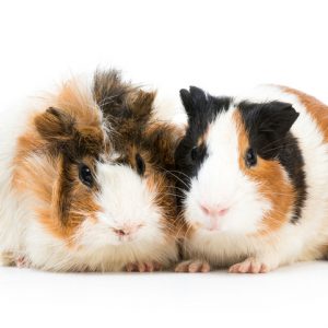 two guinea pigs for guinea pig awareness week
