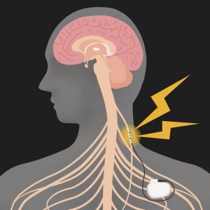 illustration of interior human body vagus nerve