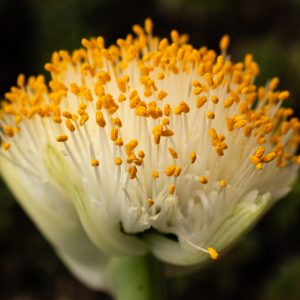 closeup of pollen on flower