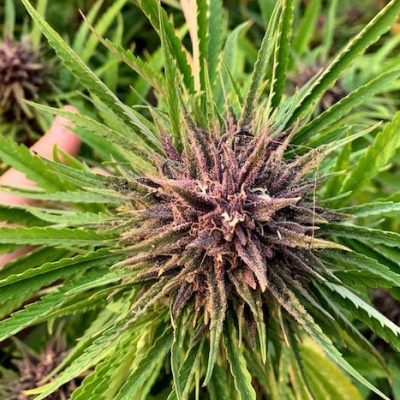 close up of cannabis hemp plant