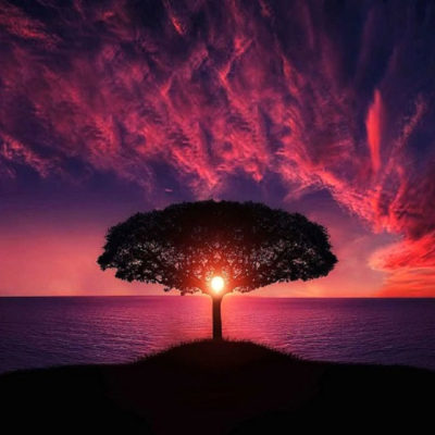 Colorful image of tree and sunset