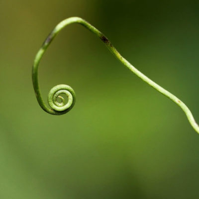Image of green fern