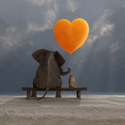 Elephant and cat sitting on a bench in the rain