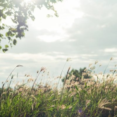 Field in morning light