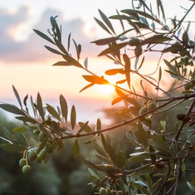 Olive branches at sunrrise