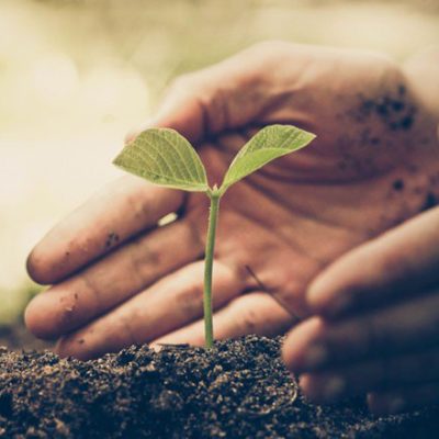 planting tree